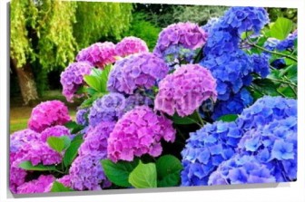 Lienzo Hortensias lilas y azules en un jardin
